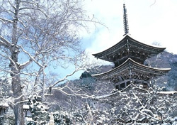 : snowjapan.com