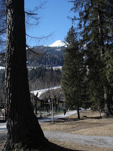 Сосны в БХГ