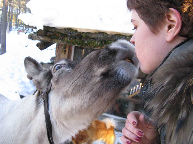 Поцелуй из Лапландии