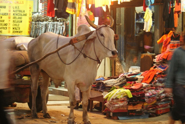 ���� �����