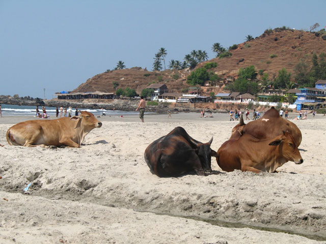 ���� �����