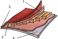 Visoelastic