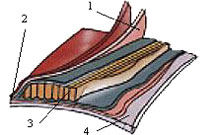 Visoelastic