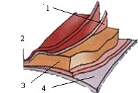 Visoelastic