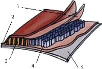 Visoelastic
