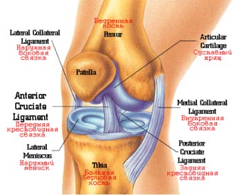 Лыжные травмы коленей