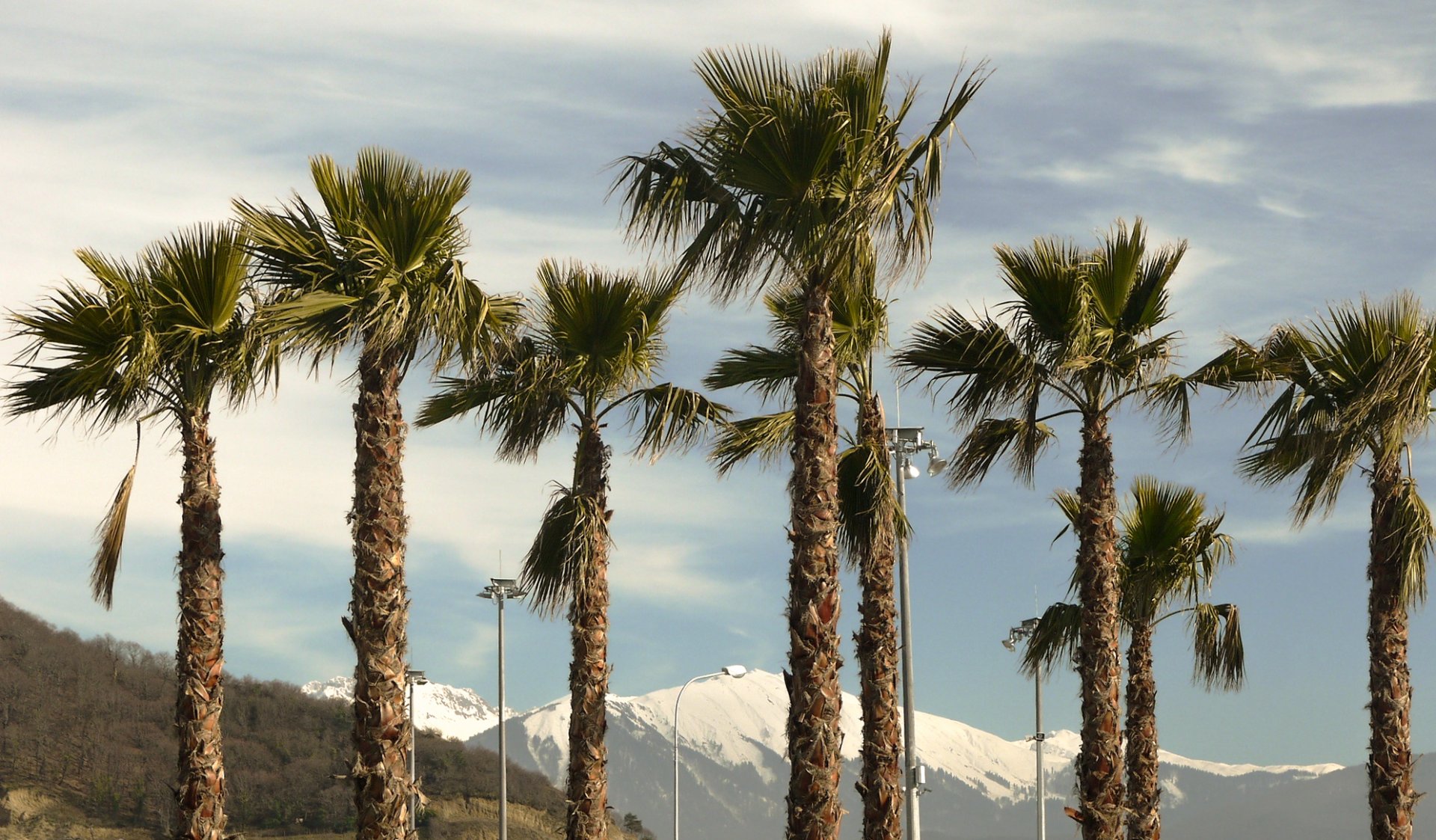 Пальма где растет природная зона. Олимпийский парк Сочи пальмы. Сочи пальмы Адлер. Аэропорт Сочи пальмы. Сочи Олимп парк пальмы.