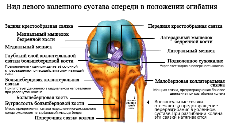 Реферат: Травма коленного сустава