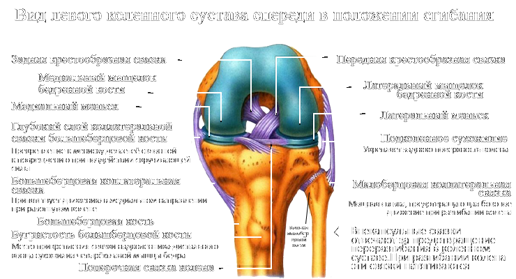 Связка мениска колена. Повреждение межменисковой связки коленного сустава. Строение коленного сустава связки мениски. К поверхностной травме коленного сустава относят тест. Суставная капсула и мениск.