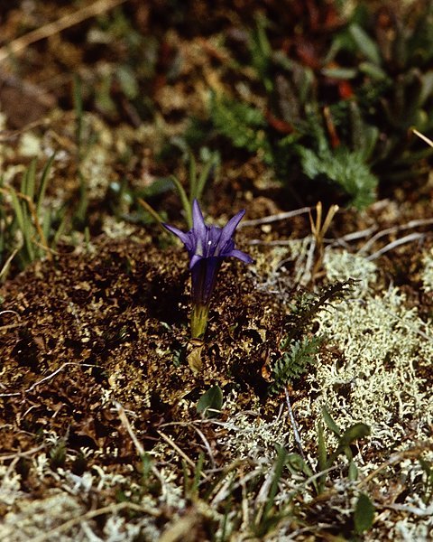  (Gentiana)